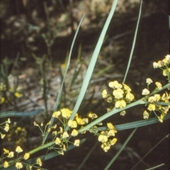 Daviesia wyattiana (Long-leaf Bitter-pea) at Yadboro State Forest - 1 Oct 1997 by BettyDonWood