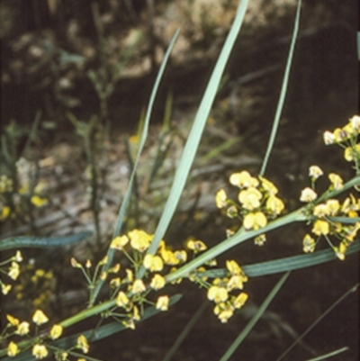 Daviesia wyattiana (Long-leaf Bitter-pea) at Yadboro State Forest - 2 Oct 1997 by BettyDonWood