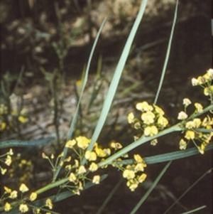 Daviesia wyattiana at Yadboro State Forest - 2 Oct 1997