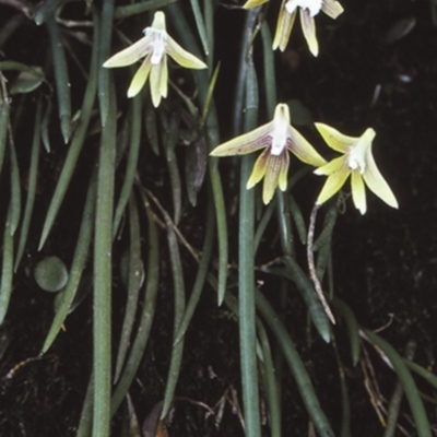 Dockrillia striolata (Streaked Rock Orchid) at Bangalee Walking Track - 26 Sep 1997 by BettyDonWood