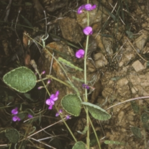 Desmodium rhytidophyllum at Buckenbowra State Forest - 21 Mar 1997 12:00 AM