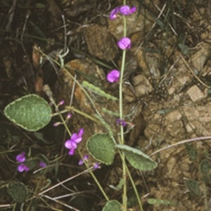 Desmodium rhytidophyllum at Buckenbowra State Forest - 21 Mar 1997