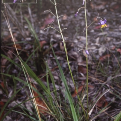 Dianella caerulea var. caerulea (Blue Flax-lily, Paroo Lily) at Bomaderry Creek Regional Park - 11 Nov 1997 by BettyDonWood