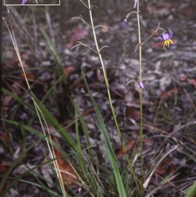 Dianella caerulea var. caerulea (Blue Flax-lily, Paroo Lily) at Bomaderry, NSW - 12 Nov 1997 by BettyDonWood