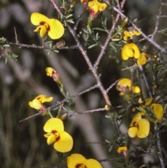 Dillwynia ramosissima (Bushy Parrot-pea) at Morton National Park - 10 Aug 1996 by BettyDonWood