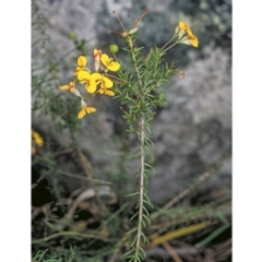 Dillwynia retorta (Heathy Parrot-Pea) at North Nowra, NSW - 7 Nov 1996 by BettyDonWood