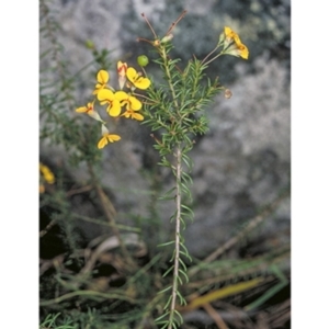 Dillwynia retorta at Bomaderry Creek Regional Park - 7 Nov 1996