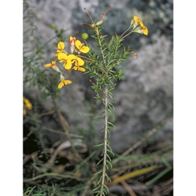 Dillwynia retorta (Heathy Parrot-Pea) at Bomaderry Creek Regional Park - 6 Nov 1996 by BettyDonWood