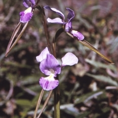 Diuris punctata (Purple Donkey Orchid) at South Pacific Heathland Reserve - 24 Oct 1996 by BettyDonWood