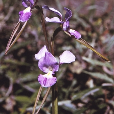 Diuris punctata var. punctata (Purple Donkey Orchid) at South Pacific Heathland Reserve - 23 Oct 1996 by BettyDonWood