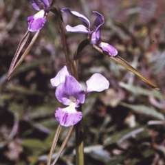 Diuris punctata var. punctata (Purple Donkey Orchid) at South Pacific Heathland Reserve - 23 Oct 1996 by BettyDonWood