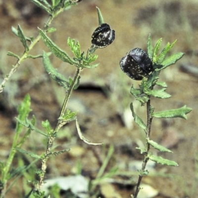 Dodonaea camfieldii at Jerrawangala, NSW - 27 Sep 1997 by BettyDonWood