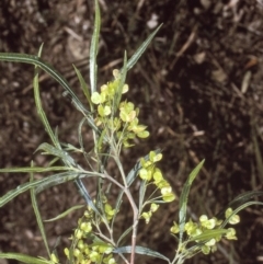 Dodonaea viscosa subsp. angustifolia (Giant Hop-bush) at Boyne State Forest - 13 Aug 1997 by BettyDonWood