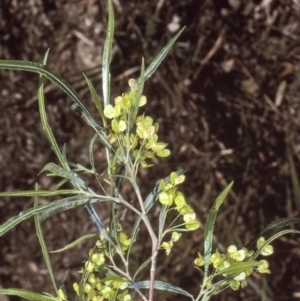 Dodonaea viscosa subsp. angustifolia at Boyne State Forest - 14 Aug 1997