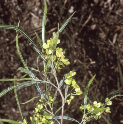 Dodonaea viscosa subsp. angustifolia (Giant Hop-bush) at Boyne State Forest - 13 Aug 1997 by BettyDonWood