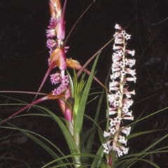 Dracophyllum secundum at McDonald State Forest - 10 Aug 1997 by BettyDonWood