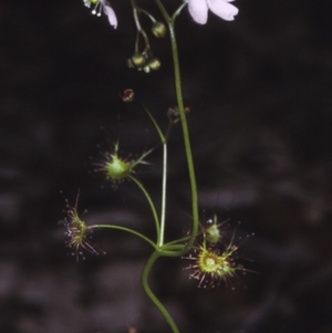 Drosera auriculata at Murramarang National Park - 3 Oct 1997