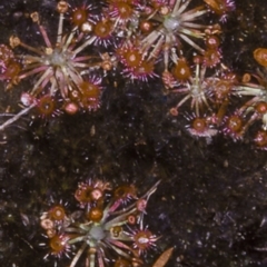 Drosera pygmaea (Tiny Sundew) at Bomaderry Creek Regional Park - 13 Nov 1997 by BettyDonWood