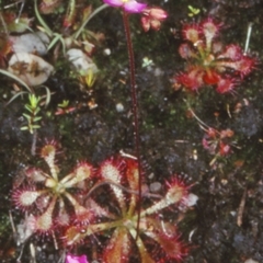 Drosera spatulata (Common Sundew) at Bomaderry Creek Regional Park - 11 Nov 1997 by BettyDonWood