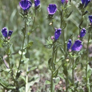 Echium plantagineum at Benandarah, NSW - 13 Nov 1996 12:00 AM