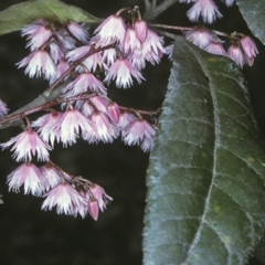 Elaeocarpus reticulatus (Blueberry Ash, Fairy Petticoats) at Watersleigh, NSW - 6 Nov 1996 by BettyDonWood