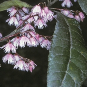 Elaeocarpus reticulatus at Watersleigh, NSW - 7 Nov 1996