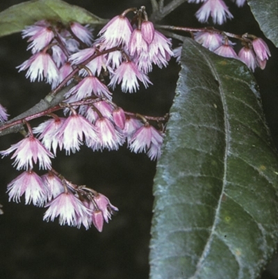 Elaeocarpus reticulatus (Blueberry Ash, Fairy Petticoats) at Watersleigh, NSW - 7 Nov 1996 by BettyDonWood