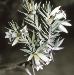 Epacris calvertiana var. calvertiana at Morton National Park - 25 Apr 1996
