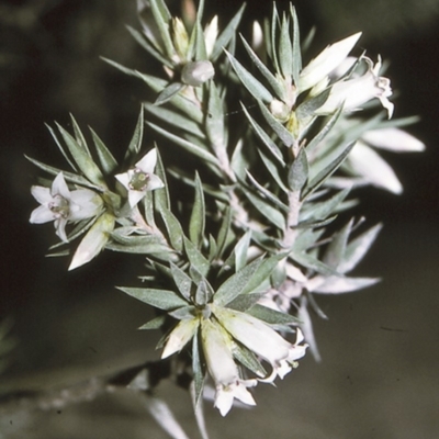 Epacris calvertiana var. calvertiana at Morton National Park - 24 Apr 1996 by BettyDonWood