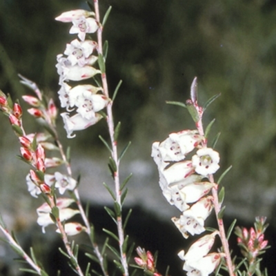 Epacris obtusifolia (Blunt-leaf Heath) at Jervis Bay National Park - 10 Aug 1996 by BettyDonWood