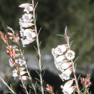 Epacris obtusifolia (Blunt-leaf Heath) at Jervis Bay National Park - 11 Aug 1996 by BettyDonWood