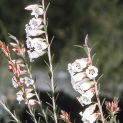 Epacris obtusifolia (Blunt-leaf Heath) at Jervis Bay National Park - 10 Aug 1996 by BettyDonWood