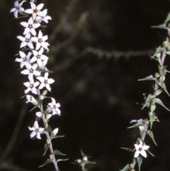 Epacris pulchella (Wallum Heath) at Flat Rock State Forest - 18 Mar 1996 by BettyDonWood