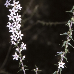 Epacris pulchella at Flat Rock State Forest - 18 Mar 1996 12:00 AM