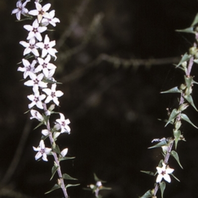 Epacris pulchella (Wallum Heath) at Flat Rock State Forest - 17 Mar 1996 by BettyDonWood