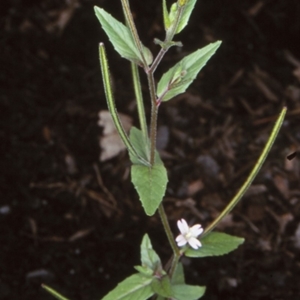 Epilobium ciliatum at Bomaderry Creek Regional Park - 12 Nov 1997