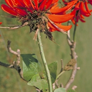 Erythrina x sykesii at Cambewarra, NSW - 28 Apr 1996 12:00 AM