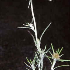 Euchiton sphaericus (Star Cudweed) at Bomaderry Creek Regional Park - 12 Nov 1997 by BettyDonWood