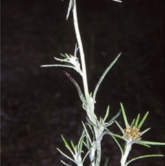 Euchiton sphaericus (star cudweed) at Bomaderry, NSW - 13 Nov 1997 by BettyDonWood