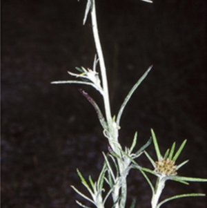 Euchiton sphaericus at Bomaderry Creek Regional Park - 13 Nov 1997