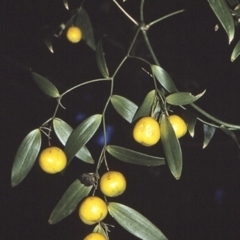 Eustrephus latifolius (Wombat Berry) at Bawley Point, NSW - 16 Mar 1996 by BettyDonWood