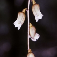 Gastrodia sesamoides (Cinnamon Bells) at Jervis Bay National Park - 25 Oct 1996 by BettyDonWood