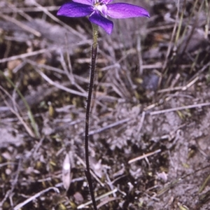 Glossodia minor at Erowal Bay, NSW - suppressed