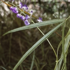 Glycine microphylla (Small-leaf Glycine) at Conjola National Park - 19 Mar 1997 by BettyDonWood