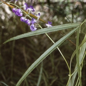 Glycine microphylla at Conjola National Park - 19 Mar 1997 12:00 AM