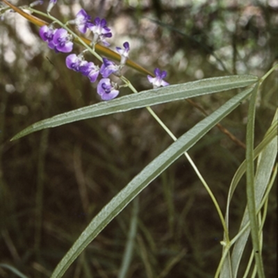 Glycine microphylla (Small-leaf Glycine) at Conjola National Park - 19 Mar 1997 by BettyDonWood