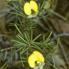 Gompholobium glabratum (Dainty Wedge Pea) at Jervis Bay National Park - 10 Aug 1996 by BettyDonWood