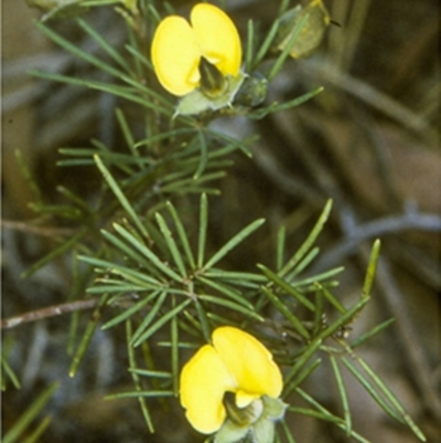 Gompholobium glabratum (Dainty Wedge Pea) at Jervis Bay National Park - 10 Aug 1996 by BettyDonWood