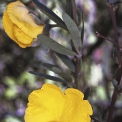 Gompholobium latifolium (Golden Glory Pea, Giant Wedge-pea) at Lake Conjola, NSW - 13 Aug 1996 by BettyDonWood