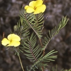 Gompholobium pinnatum (Pinnate Wedge-Pea) at Conjola National Park - 28 Nov 1996 by BettyDonWood